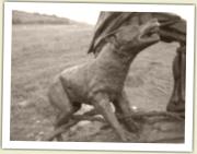 (23/31): Wilczek, wyj�cy przy III upadku.